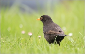 <p>KOS ČERNÝ (Turdus merula) /Common blackbird - Amsel/</p>